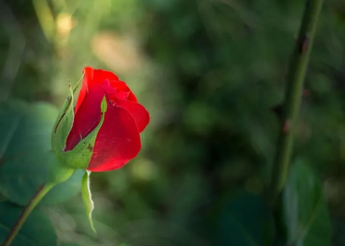 Будинок відпочинку Borgo Risi